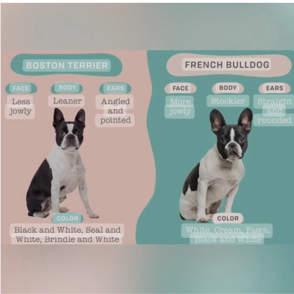 French Bulldog Boston Terrier 4-pc Bathroom Set + Hooks